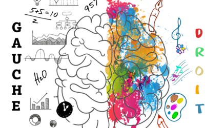 Le cerveau et sa composition (notamment en graisses)