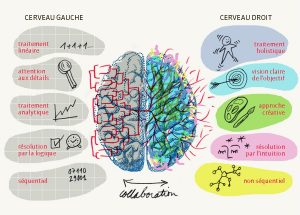 pensee-visuelle-collaboration-cerveau-gauche-droit